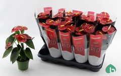 Anthurium Royal Champion 12Ø 42cm
