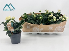 Helleborus Christmas Carol 12Ø 24cm