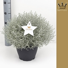 Leucophyta Brownii 23Ø 35cm