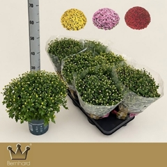 Chrysanthemum Jasoda Mix 15Ø 35cm