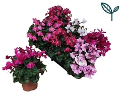 Cyclamen Super Serie Pettico 10Ø 20cm