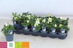 Helleborus Christmas Carol 9Ø 15cm