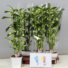 Dendrobium Star Class Apollon 12Ø 60cm 2st
