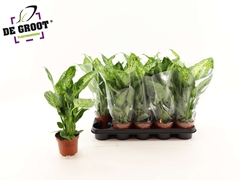 Dieffenbachia Compacta 12Ø 45cm