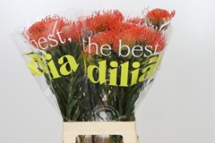 Leucospermum Succession 70cm