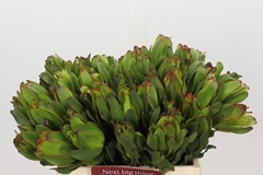 Leucadendron Laurel Yellow 40cm
