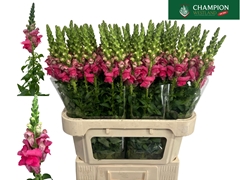 Antirrhinum Potomac Cherry Pink 80cm