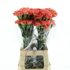 Dianthus Single Hermes Orange 70cm