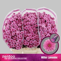 Chrysanth Santini Miller Lavender 55cm 44gr.
