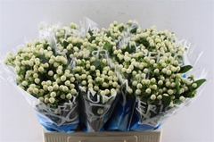 Hypericum Coco Uno 60cm