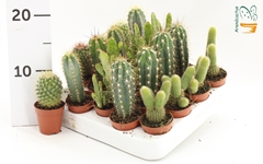 Cactus Mix 5Ø 10cm
