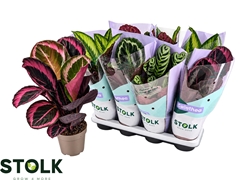 Calathea Mixed 5 Varietys 14Ø 45cm