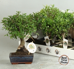 Bonsai Mix 15Ø 20cm
