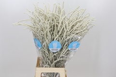 Amaranthus Lividus Yearming Desert 80cm