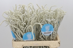 Amaranthus Lividus Yearming Desert 60cm