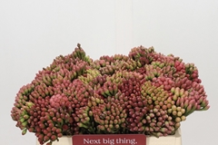 Brunia Laevis Red 35cm