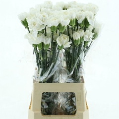 Dianthus Single Moonlight 70cm