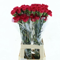 Dianthus Single Bizet 70cm