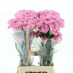 Dianthus Single Clearwater 70cm