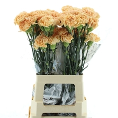 Dianthus Single Caroline Gold 70cm