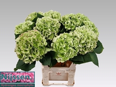 Hydrangea Verena Classic 80cm 20-22cm Hd