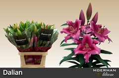 Lily Oriental Dalian 100cm 5+