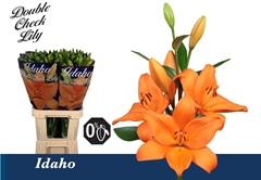 Lily La Idaho 90cm 4+