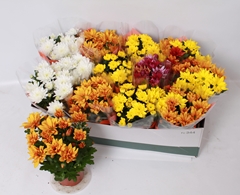 Chrysanth Mix 5 Colours 12Ø 26cm