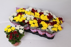 Chrysanth Mix 12Ø 26cm