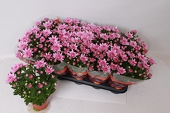 Chrysanth Dynamic 12Ø 26cm