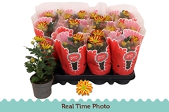 Chrysanth Hoihoi 9Ø 22cm