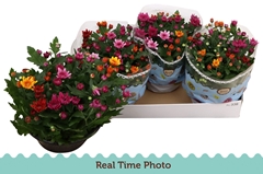 Chrysanth Mount Aubisque Mix 23Ø 27cm