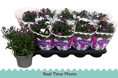 Aster Starletta Mix 12Ø 25cm