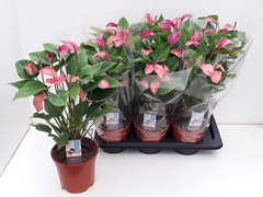 Anthurium Purple Love 17Ø 55cm