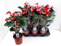 Anthurium Adios Red 17Ø 60cm