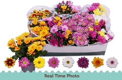 Chrysanth Mix 5 Colours 12Ø 25cm