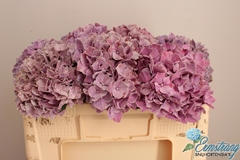 Hydrangea Sweet Ruby 50cm 13-15cm Hd
