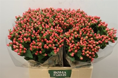 Hypericum Shali Star 60cm