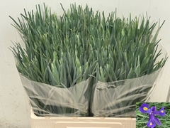 Iris Blue Magic 58cm 28gr.