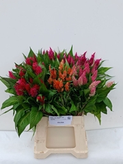 Celosia Plumosa Mix 50cm
