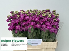Matthiola Phantom Cerise 55cm