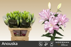 Lily Oriental Double Roselily Anouska 85cm 3+
