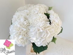 Hydrangea Schneeball 60cm 16-18cm Hd