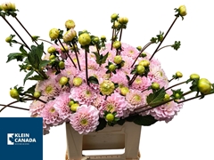 Dahlia Wizard Of Oz 60cm