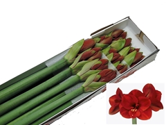 Hippeastrum Ferrari 75cm