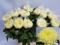 Chrysanth Single Fred Shoesmith 80cm 150gr.