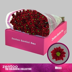 Chrysanth Santini Mexx 55cm 40gr.