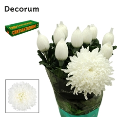 Chrysanth Single Stravina 75cm 100gr.