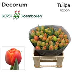 Tulip Double Icoon 40cm 40gr.