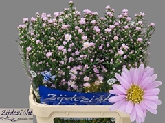 Aster Claudia 80cm 40gr.